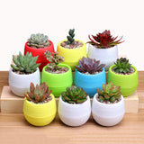 Mini Colourful Round Plastic Plant Flower Pot Garden Home Office Decor Planter Desktop Flower Pots Home Office Decoration